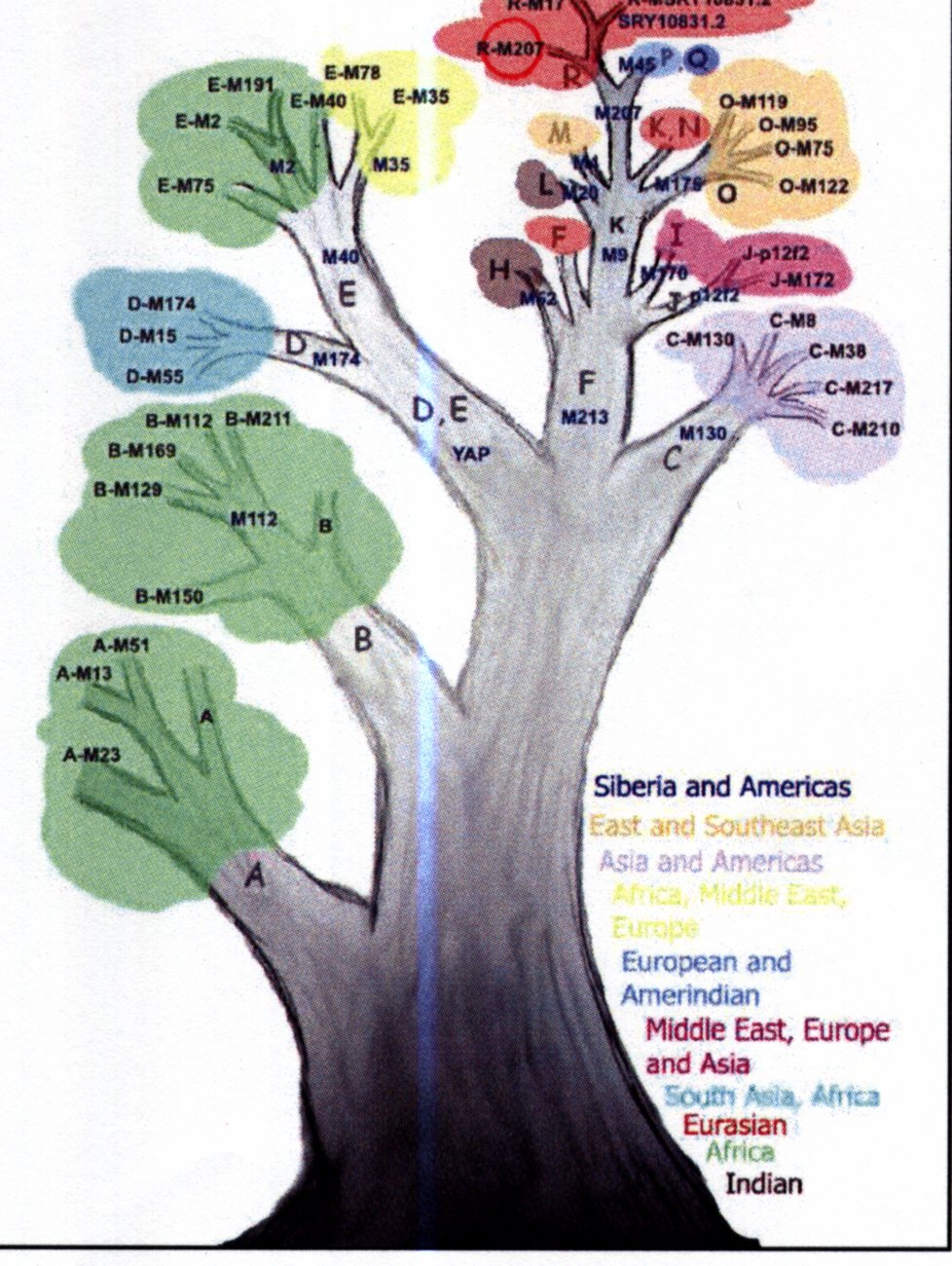 Ancestry testing through genetics /static/DNA/Y-DNA.jpg