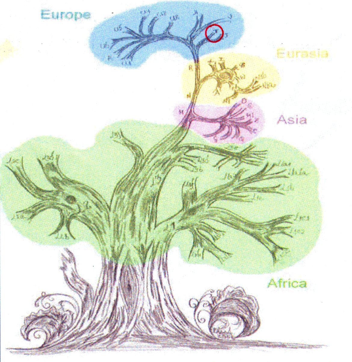 Ancestry testing through genetics /static/DNA/mtDNA.jpg