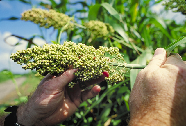 Zimbabwean Home Affairs, food security /static/Sorghum.jpg